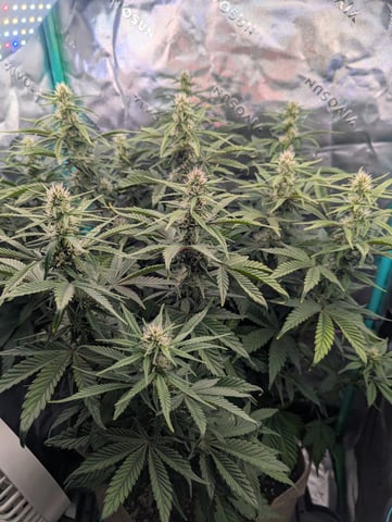 Piggy Stardust — flower, day 54