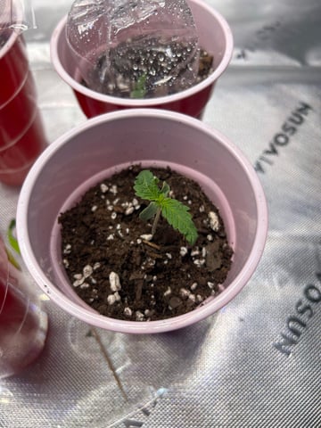 First Ever Grow GT — seedling_rooting, day 6