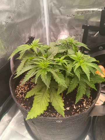 Master Kush — vegetative, day 1