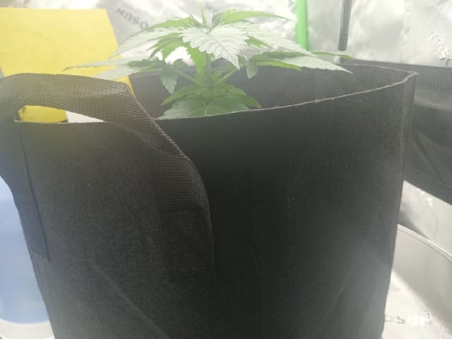 Critical Purple Kush — vegetative, day 35