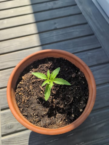 First Run — seedling_rooting, day 1
