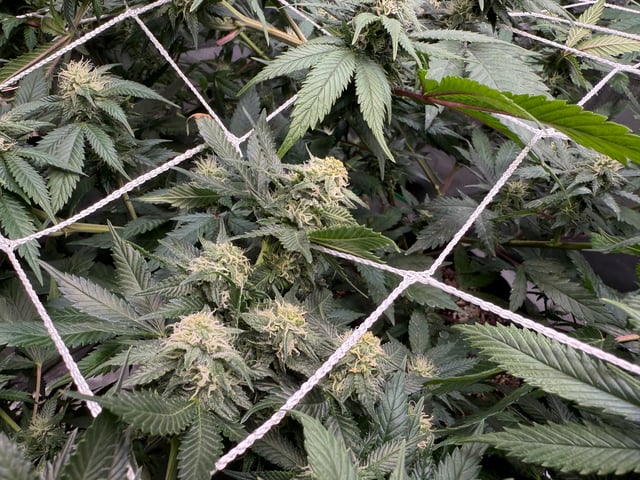 Green Gelato — flower, day 78