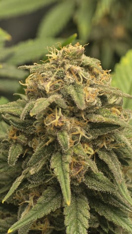 Original 1990 genetics  — flower, day 114