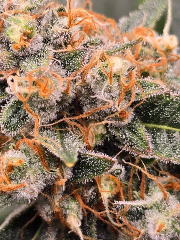 Durban Poison — flower, day 86