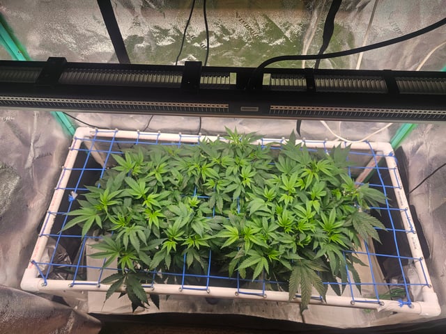 scrog from cut.  — vegetative, day 9