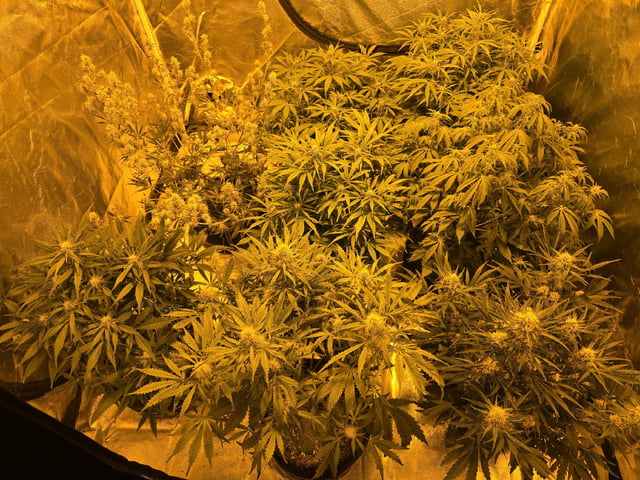 Autos AGAIN