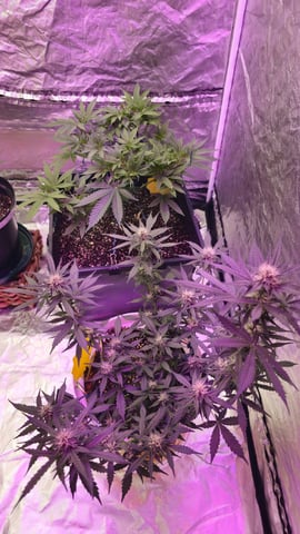 first grow adventure  — flower, day 52