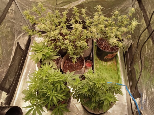 Blueberry critical kush x purple peyote wifi  and one L.a kush cake . — vegetative, day 27