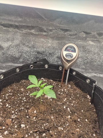 I'll get it right — seedling_rooting, day 18