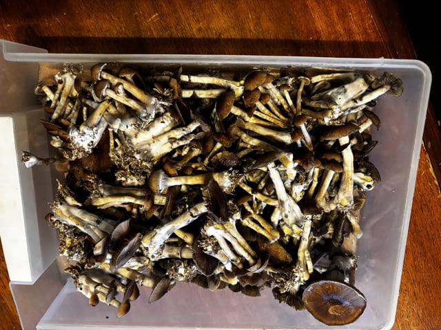 second 🍄‍🟫 grow — flower, day 46