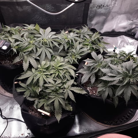 Next Attempt  — vegetative, day 36