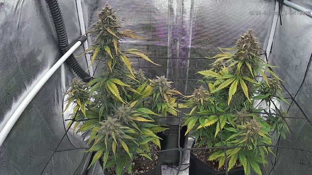 FastBuds-Auto Mix Pack-Quad Mystery
