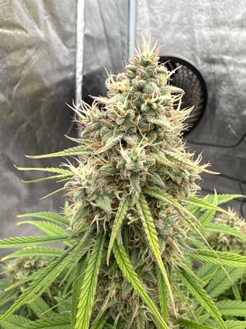 Grow Shed Grow #1 — flower, day 72