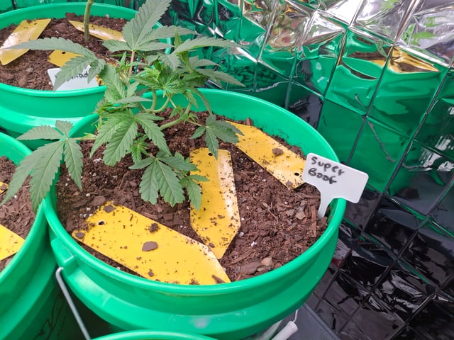 Lets start from the beginning — seedling_rooting, day 32