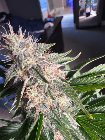 GrowRoom — done, day 32