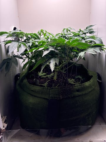 Armário — flower, day 2