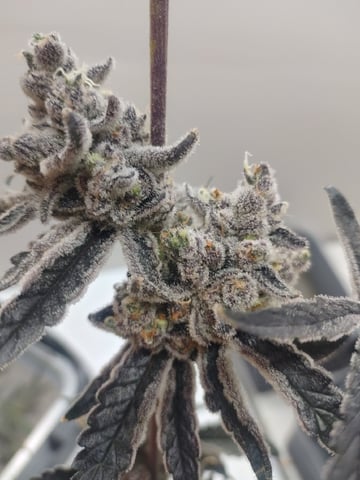 Mainely Genetics Micro Pheno Hunt