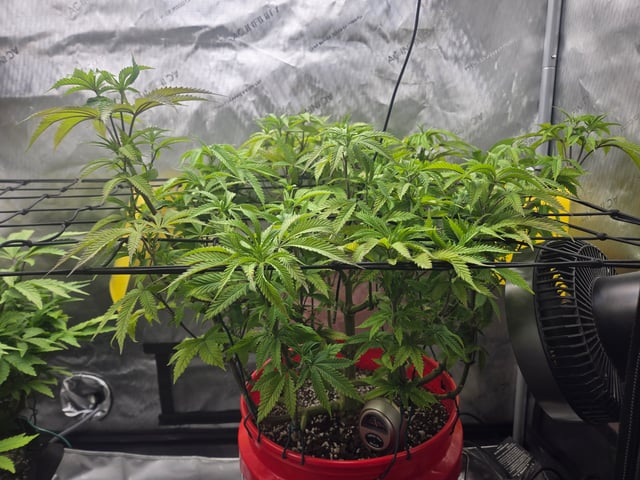 First Grow — vegetative, day 29