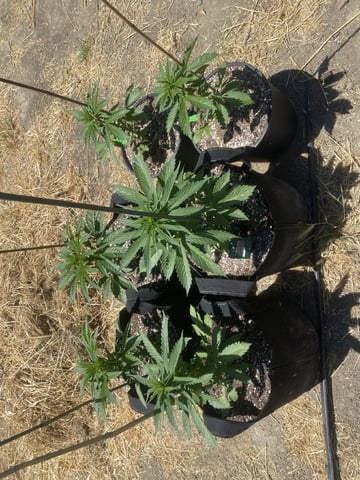 Auto Grow #1 2026 — vegetative, day 35