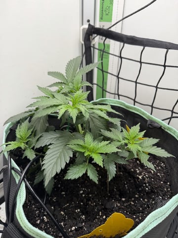 Indoor & Outdoor Grow 6 — vegetative, day 18