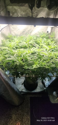 Foundational Legend — flower, day 134