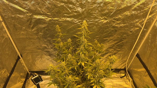 Grow #2 Thank You to All that helped guide me, offered advice, gave insight, or complimented progress. Now to apply some of what I learned the first go-round.  — flower, day 60