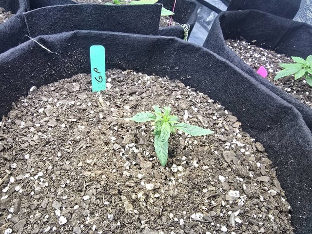 3rd Auto Grow — vegetative, day 35