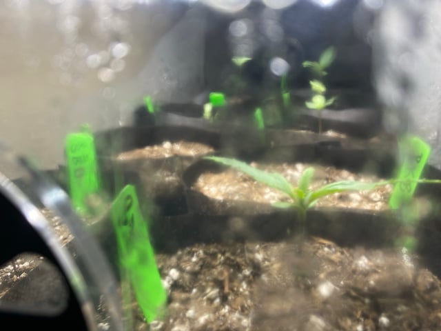 Autoflower Grow #2