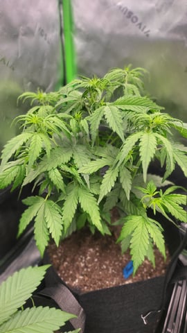 First attempt at planting some seeds — flower, day 47