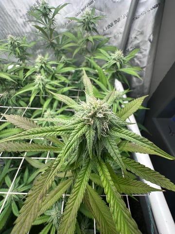 3rd grow  — flower, day 84