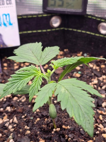 blue dream auto — vegetative, day 17