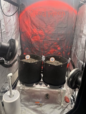 BloodMoon Gelato — seedling_rooting, day 8