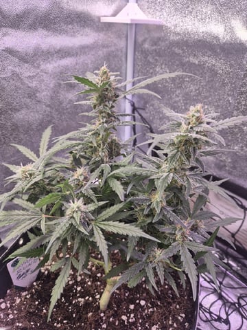 I'll get it right — flower, day 85