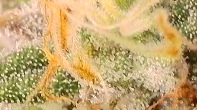 First Grow — flower, day 110