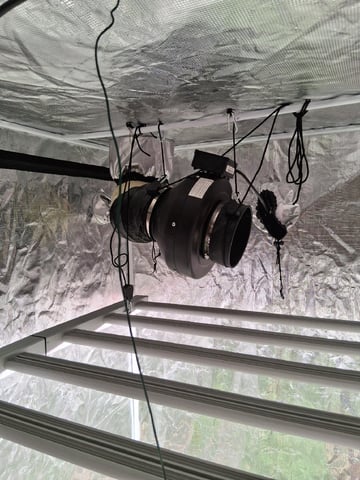 Seedman mix auto & seedman mix auto & GodFather OG — flower, day 70