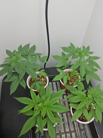 1st Time Coco Grow — seedling_rooting, day 15