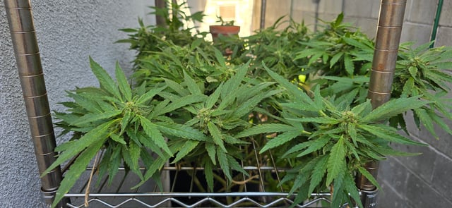 Mystery Weed Plant — flower, day 135