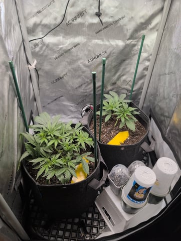 memphisto 3 bears OG, ethos high note r1 — vegetative, day 28
