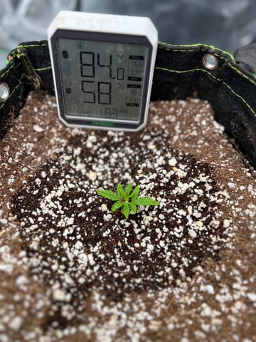Auto flower Plant 1 of 2nd grow  — seedling_rooting, day 1
