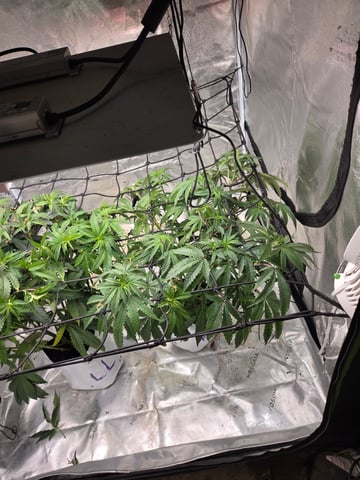 Lhotse 1 and 2 — vegetative, day 1