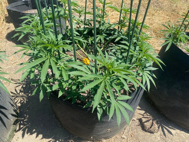 Solfire Gardens Grow — vegetative, day 97