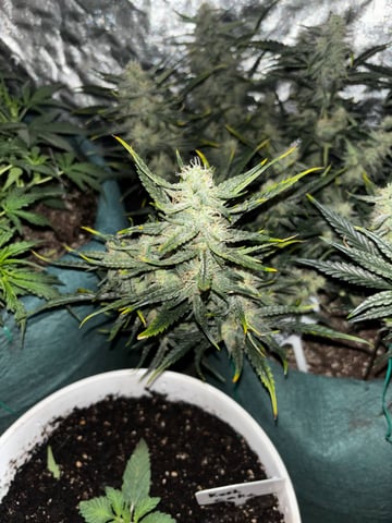 high octane x holy grail  — auto, day 60