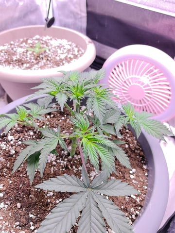 First grow in first set up — vegetative, day 46