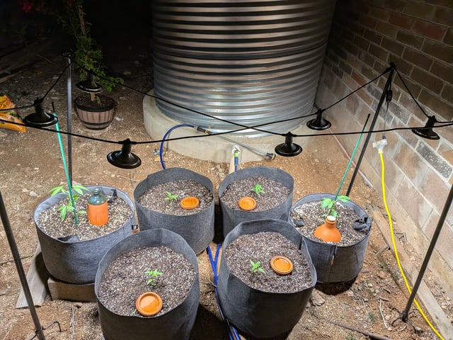 October Start — vegetative, day 33