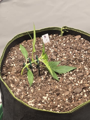 GDP auto 3X5 tent — vegetative, day 25