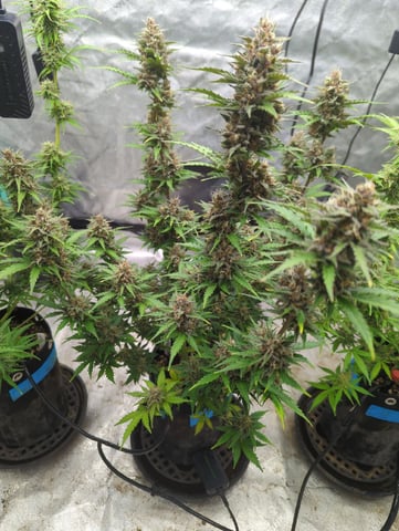 Autos — flower, day 60
