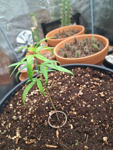 Bucket List Grow #2 — vegetative, day 78