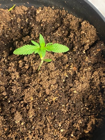 My First Grow