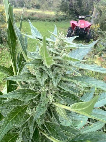 Banjo (Adam’s Plant) — flower, day 82