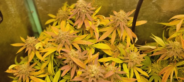 $chooners Grow — flower, day 36